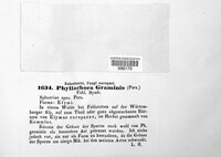 Phyllachora graminis image
